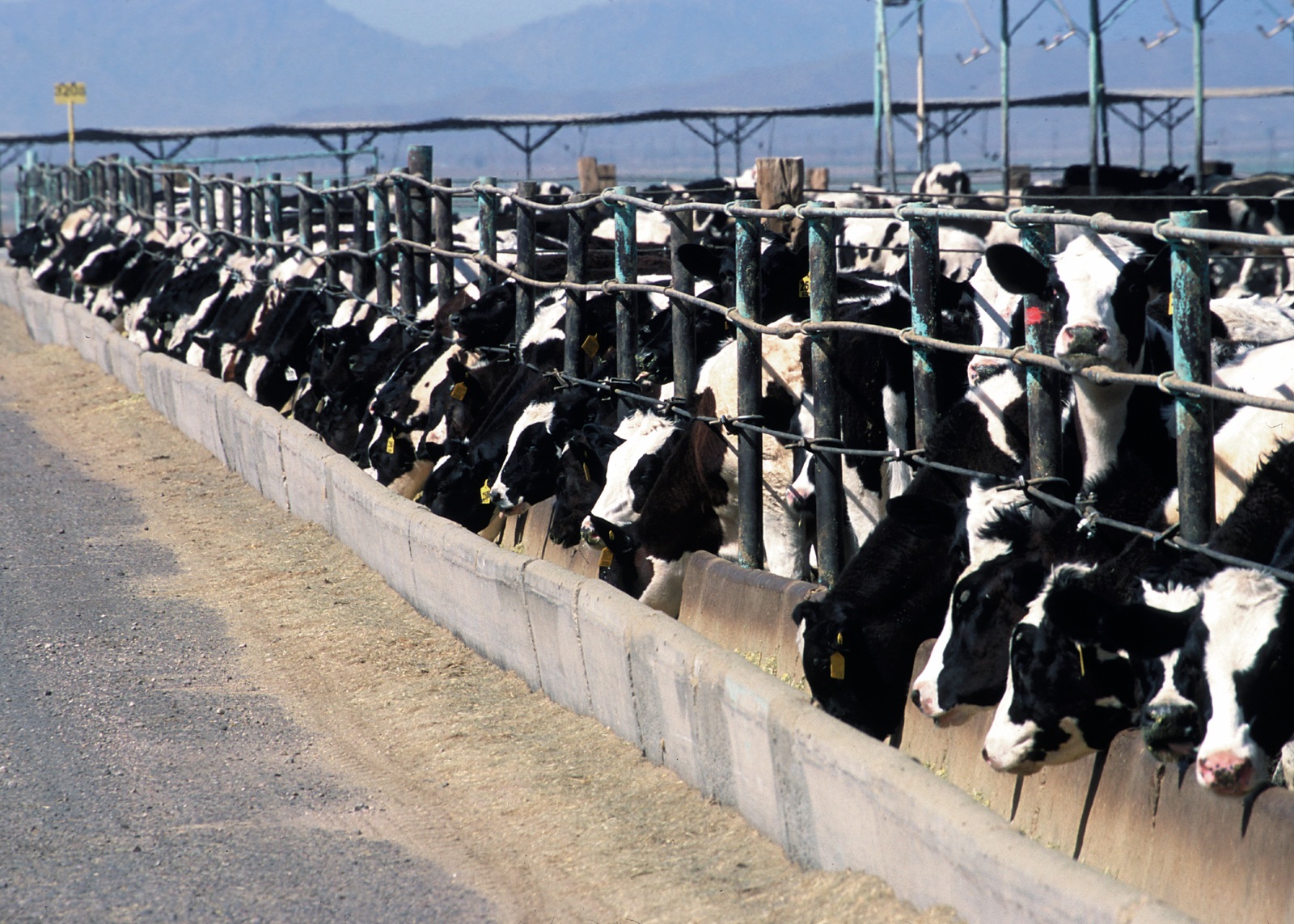 Les bovins, parfois par milliers, étaient en permanence confinés ©USDA - Jeff Vanuga